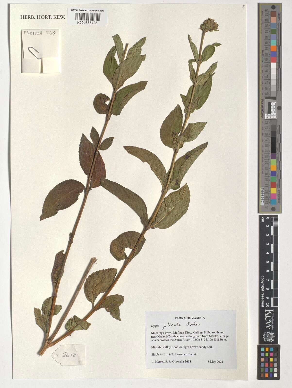 Lippia plicata — search result for 'Lippia'