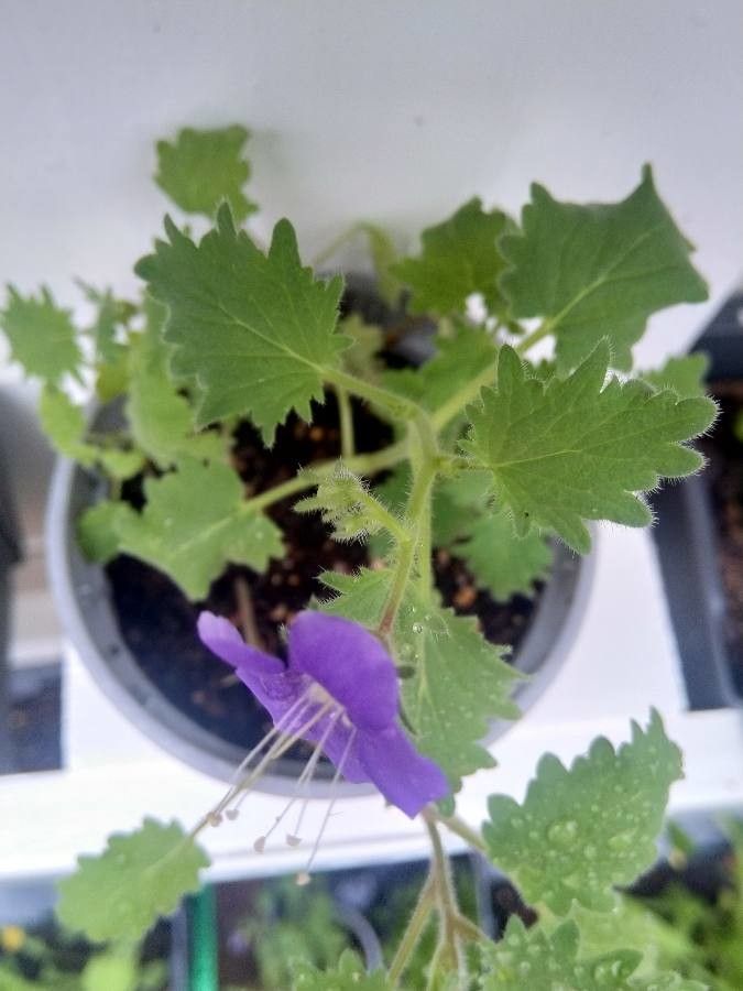 Phacelia grandiflora