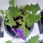 Phacelia grandiflora