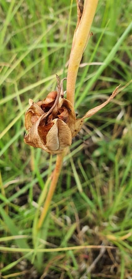 Gladiolus gunnisii fruit