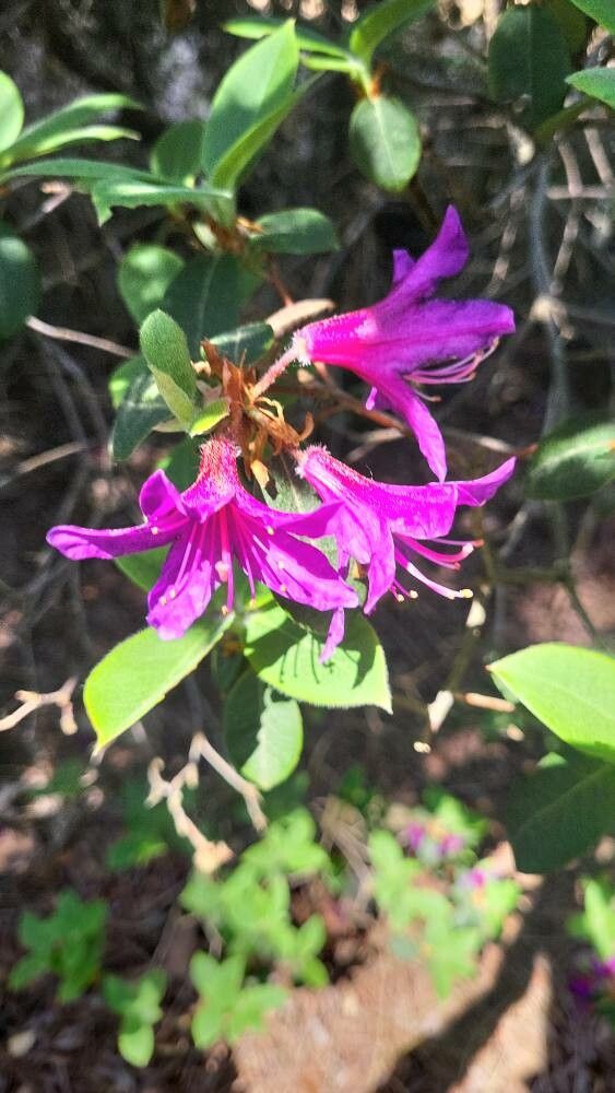 Rhododendron trichanthum flower