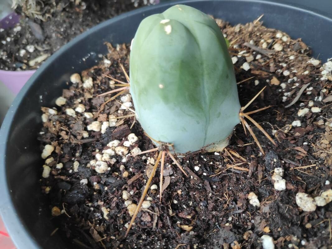 Echinopsis lageniformis leaf
