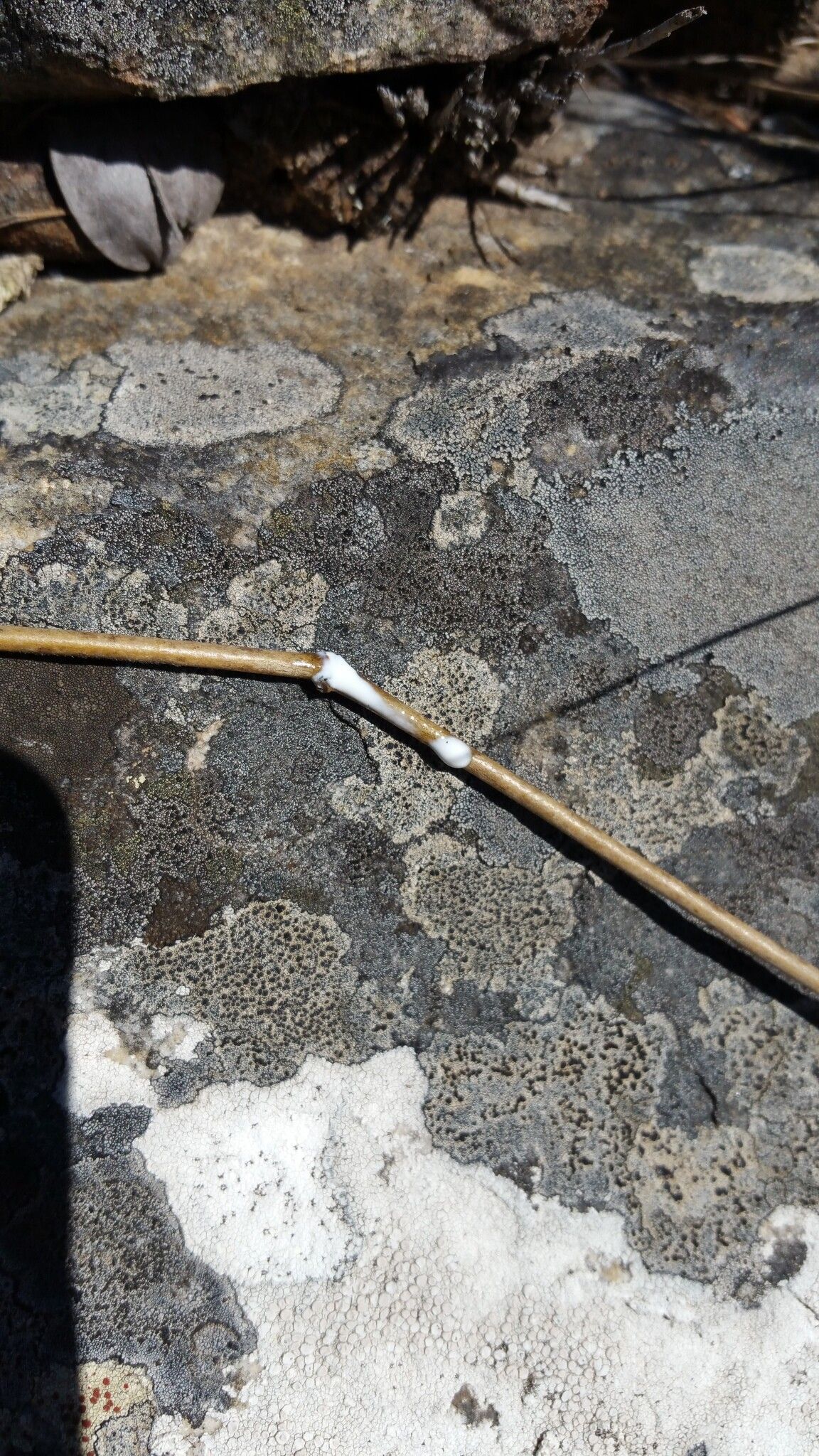 Cynanchum junciforme bark