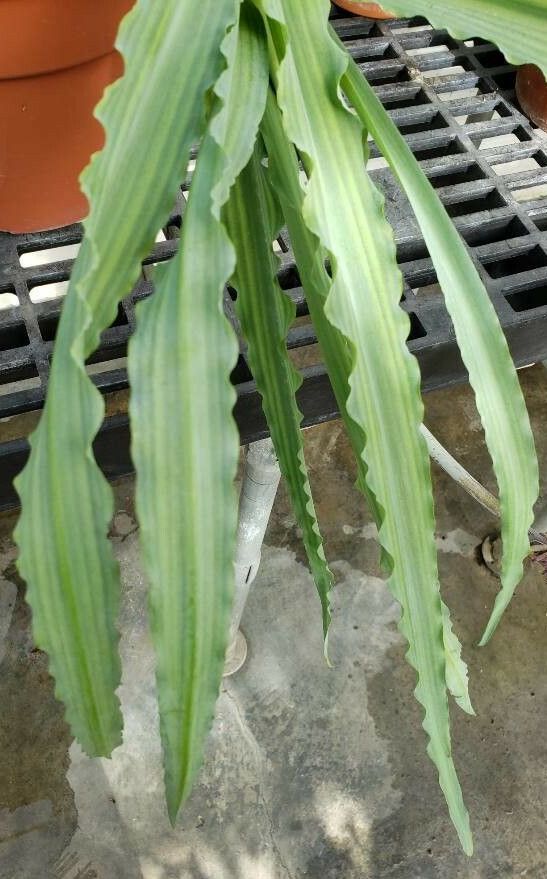 Veltheimia capensis leaf