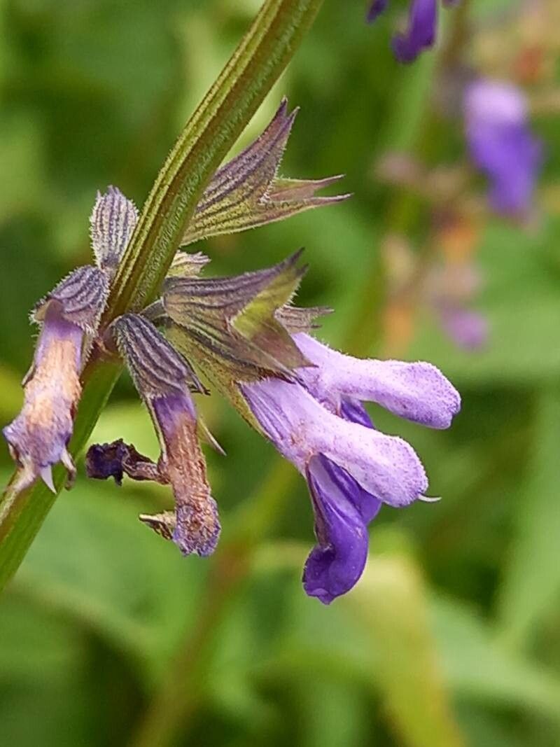 Salvia arizonica flower