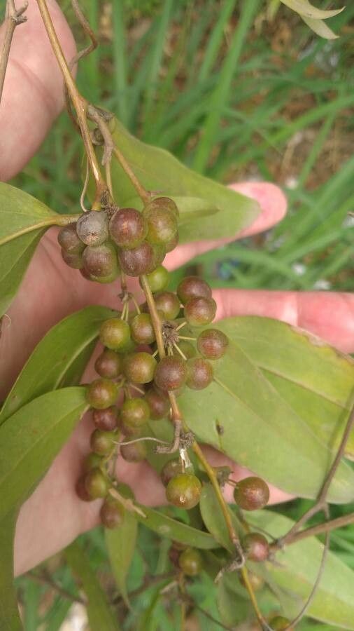 Smilax laurifolia fruit