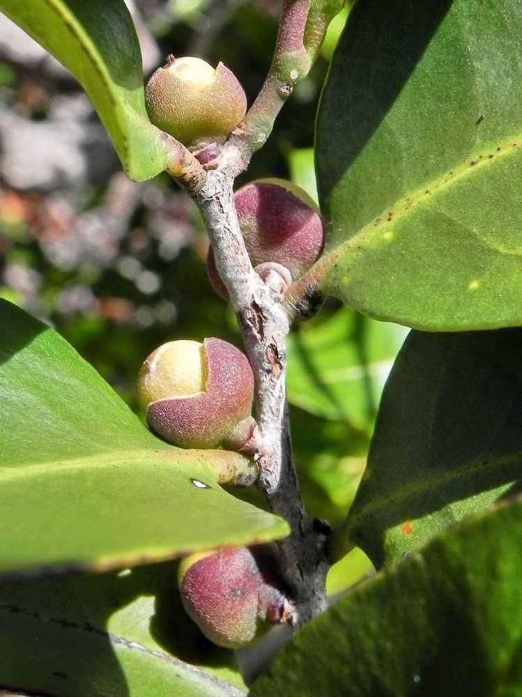 Diospyros calciphila flower