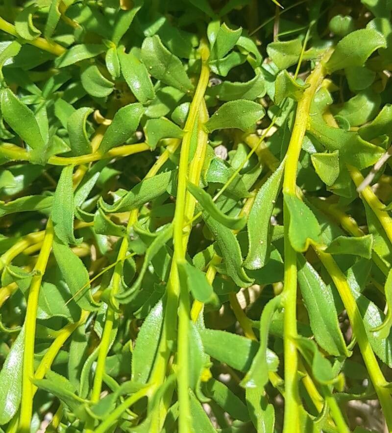 Gutierrezia solbrigii — search result for 'Gutierrezia'