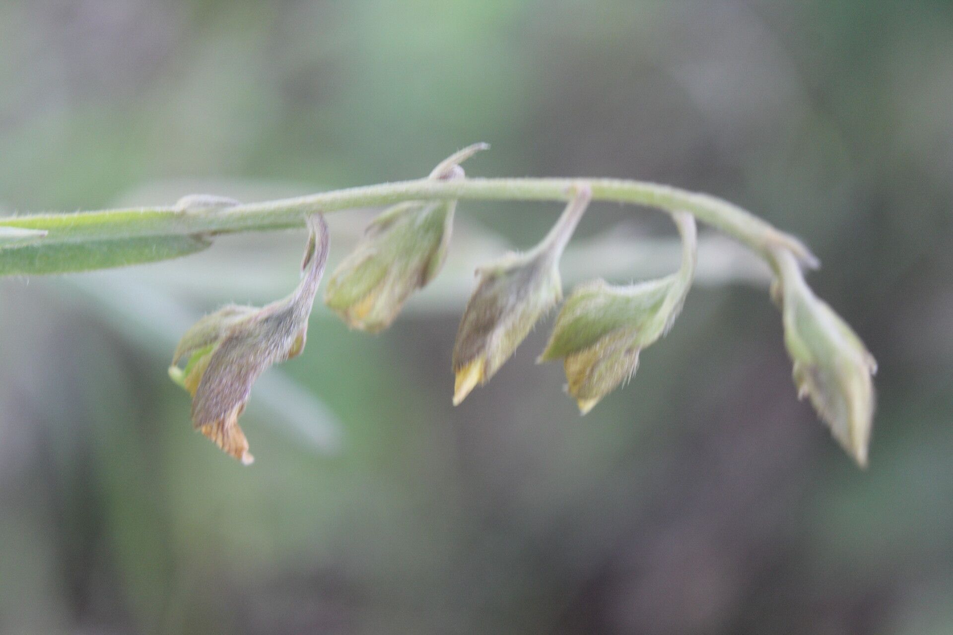 Crotalaria pilosa flower