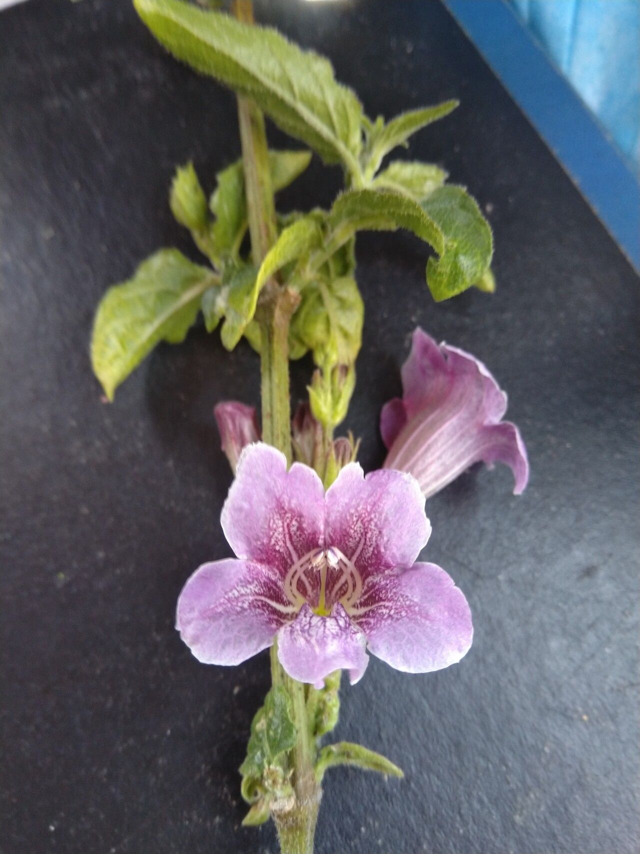 Asystasia welwitschii flower