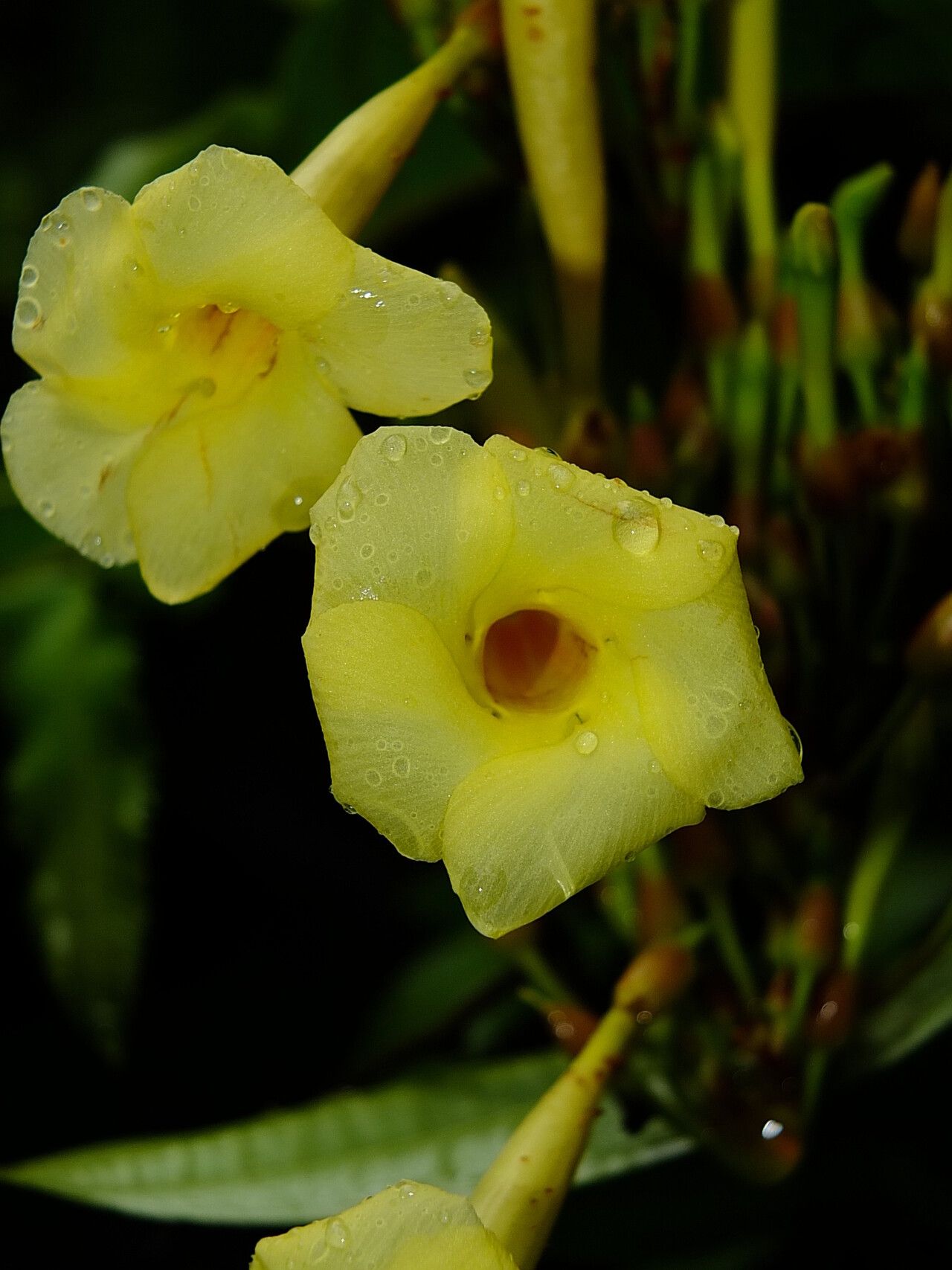 Odontadenia verrucosa flower