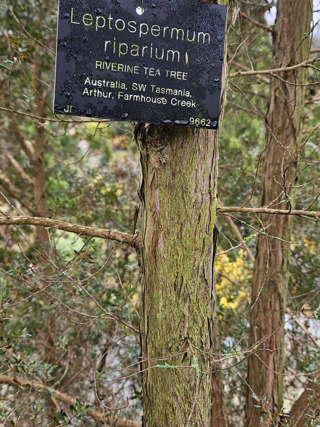 Leptospermum riparium bark