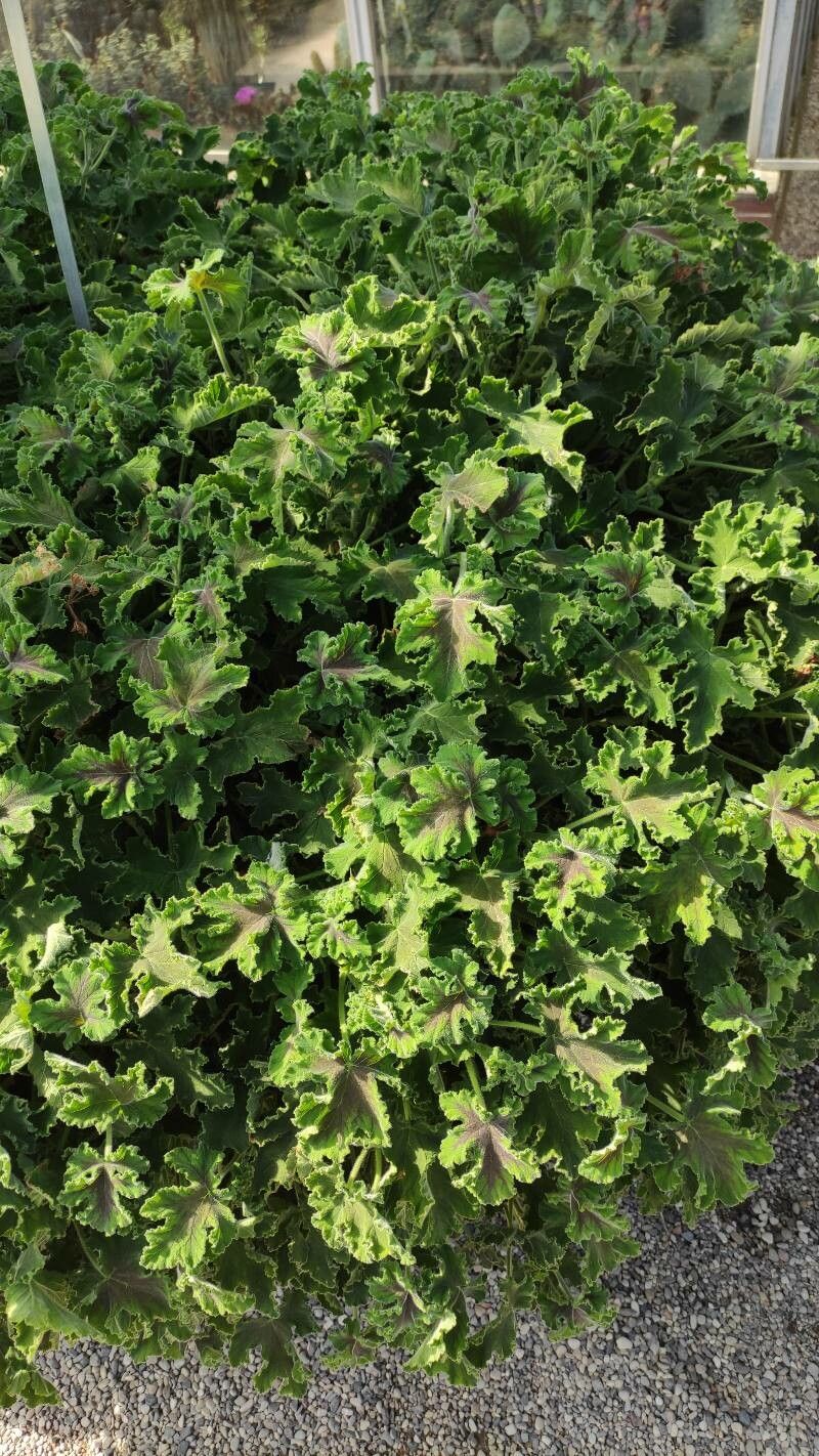 Pelargonium tomentosum habit