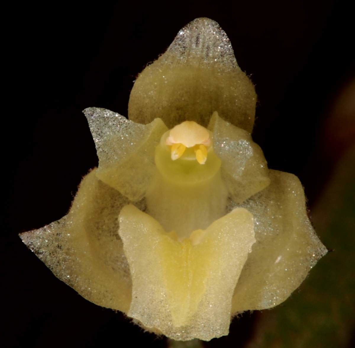 Pinalia fitzalanii flower