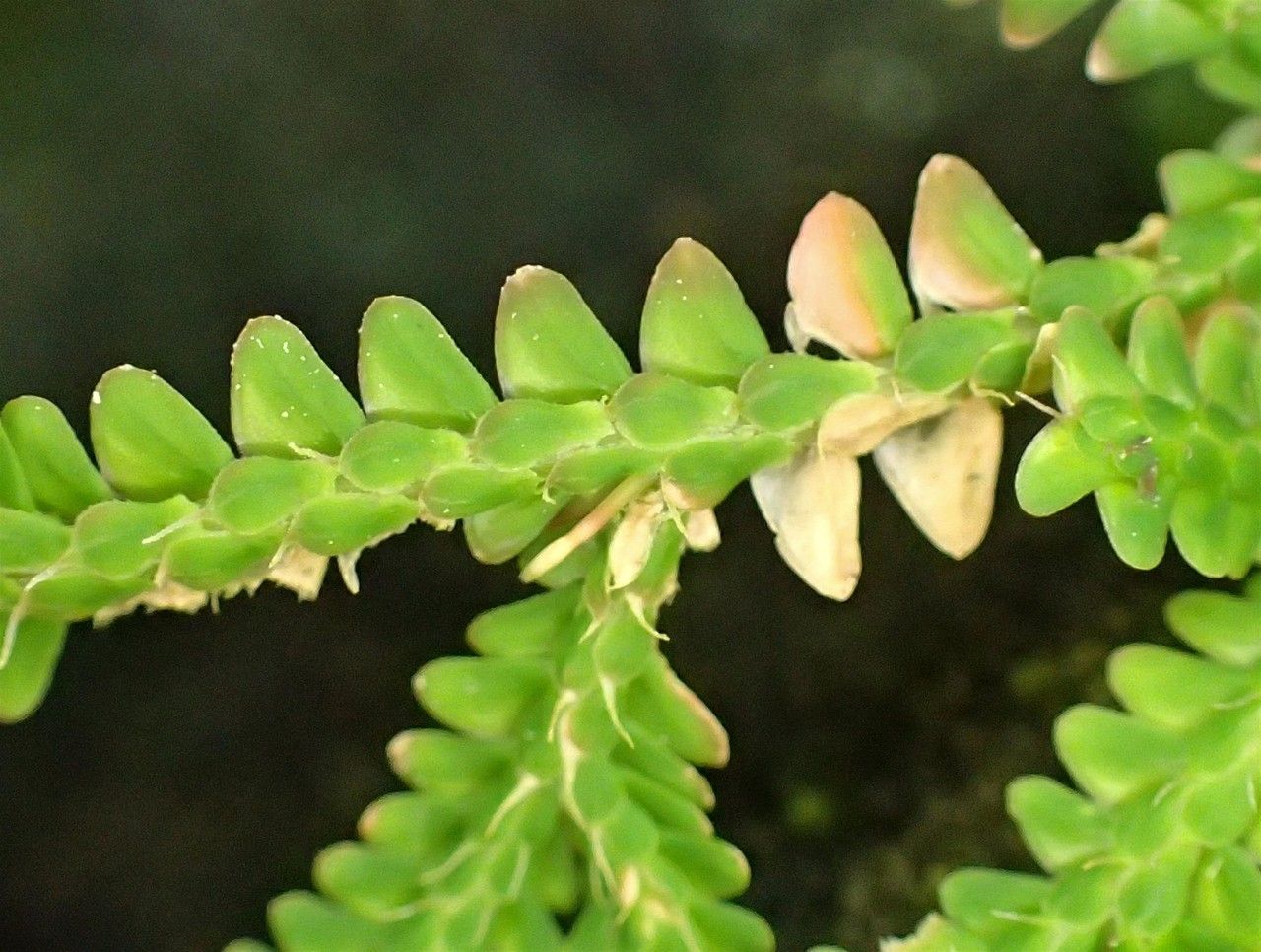 Selaginella obtusa — search result for 'Selaginella'