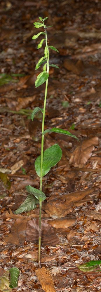 Epipactis phyllanthes habit