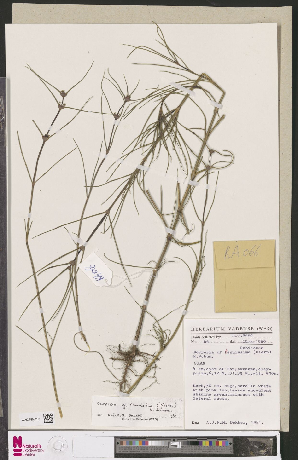 Spermacoce tenuissima — search result for 'Spermacoce'