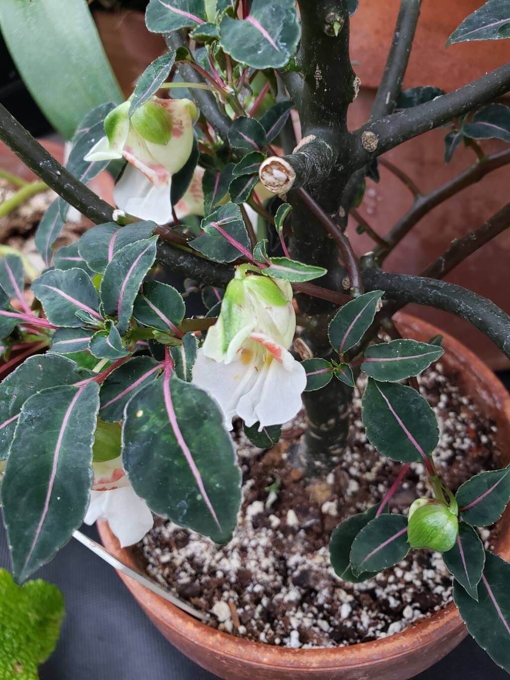 Impatiens morsei flower