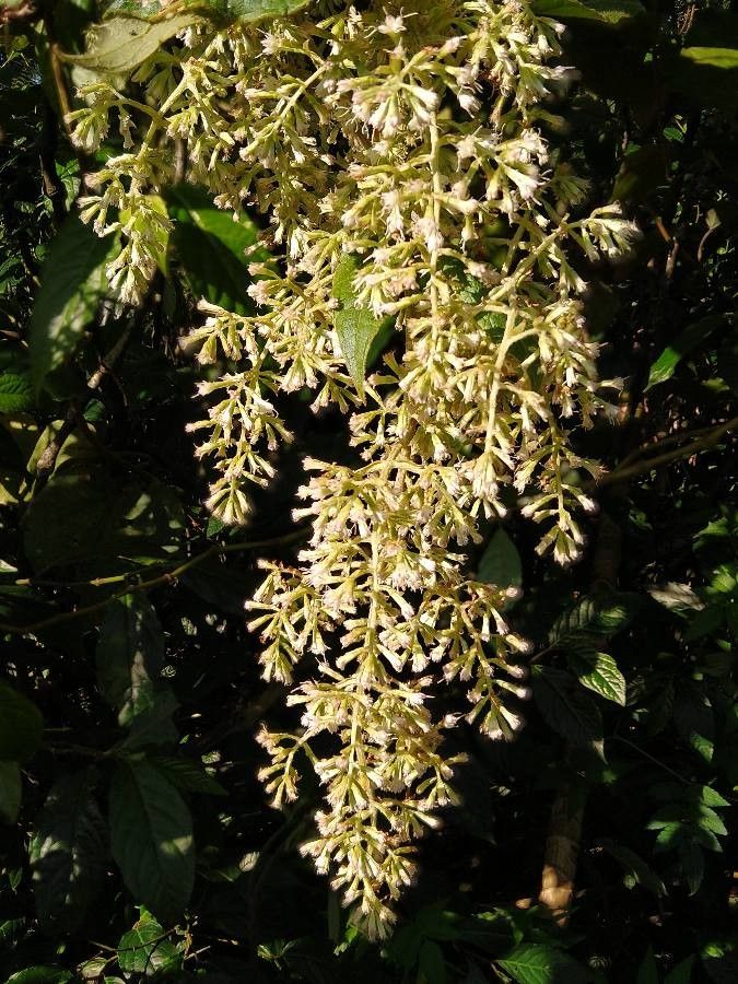 Cestrum microcalyx flower