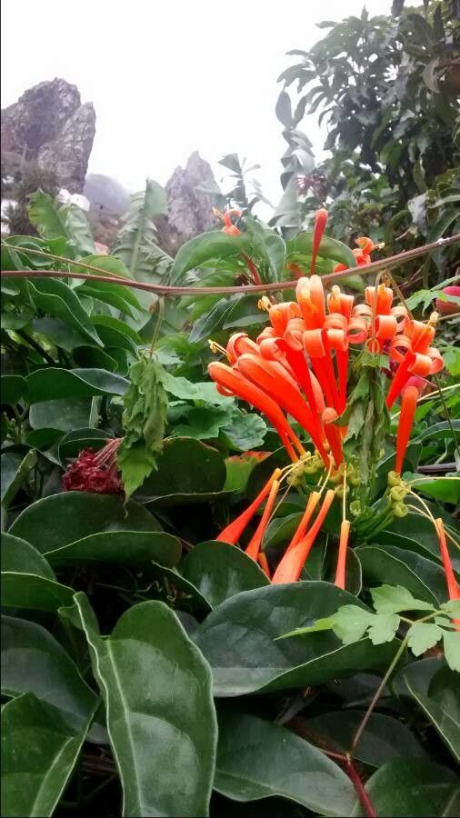 Pyrostegia venusta flower