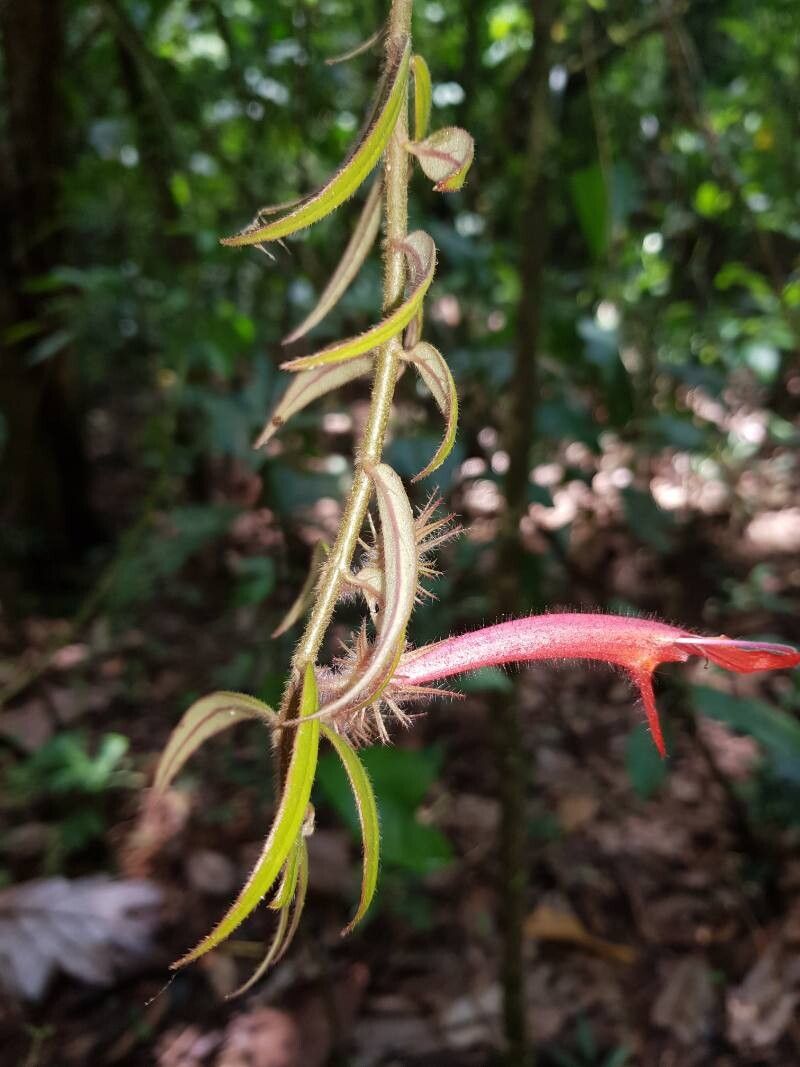 Columnea flaccida flower
