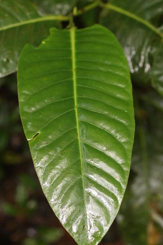 Piper augustum — search result for 'Piper'