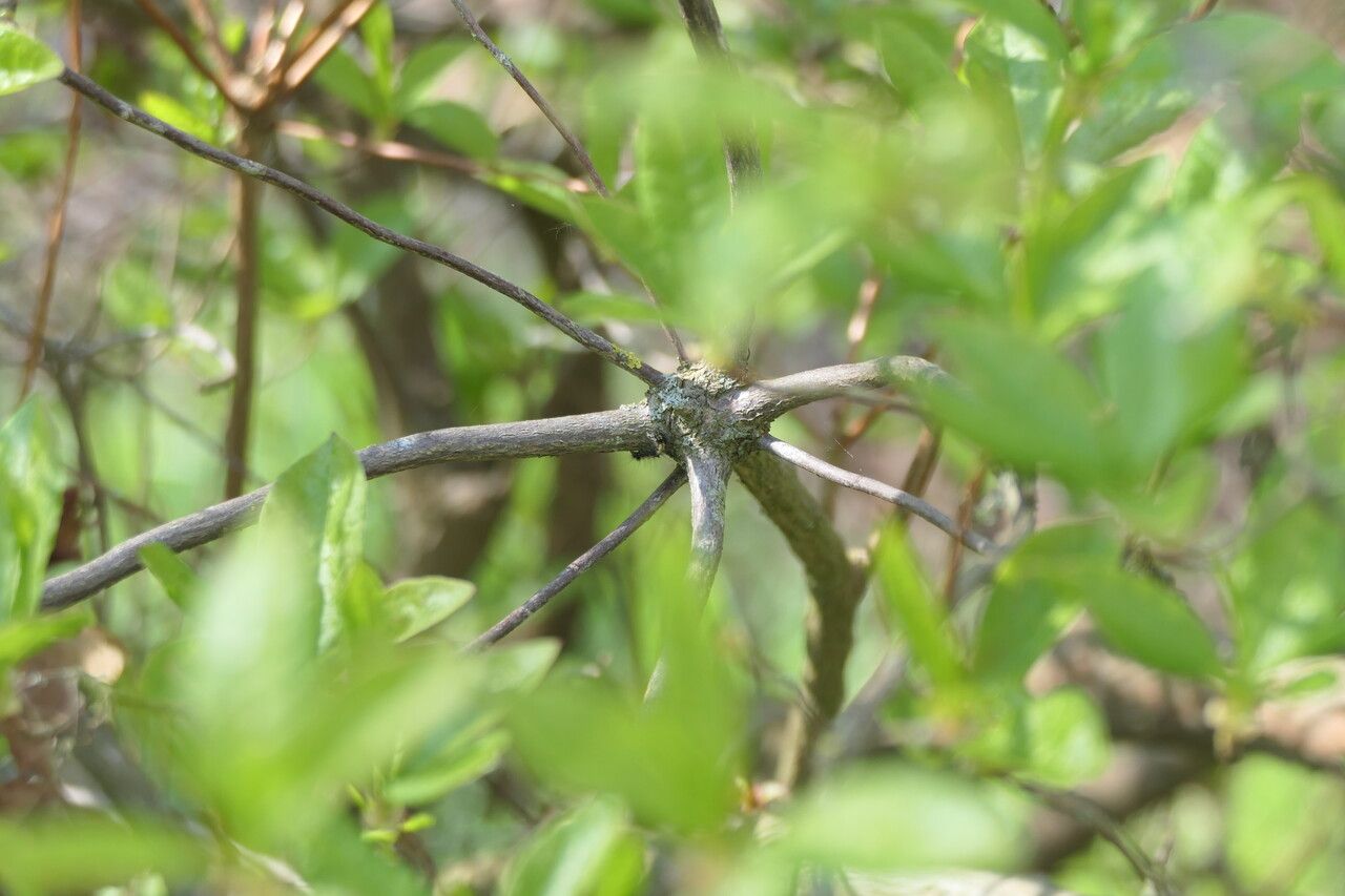 Rhododendron periclymenoides bark