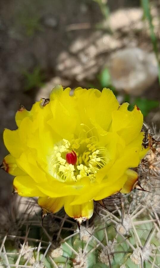 Echinopsis thionantha — plants for gifts houseplant