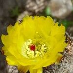 Echinopsis thionantha