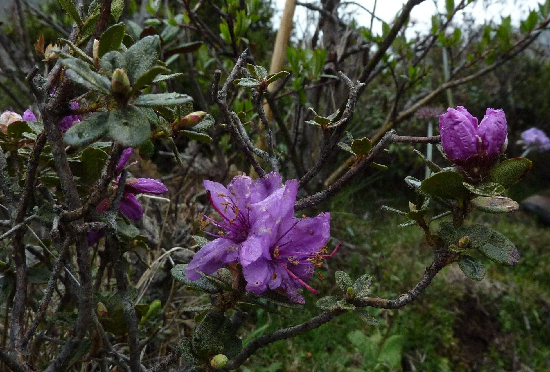 Rhododendron setosum habit