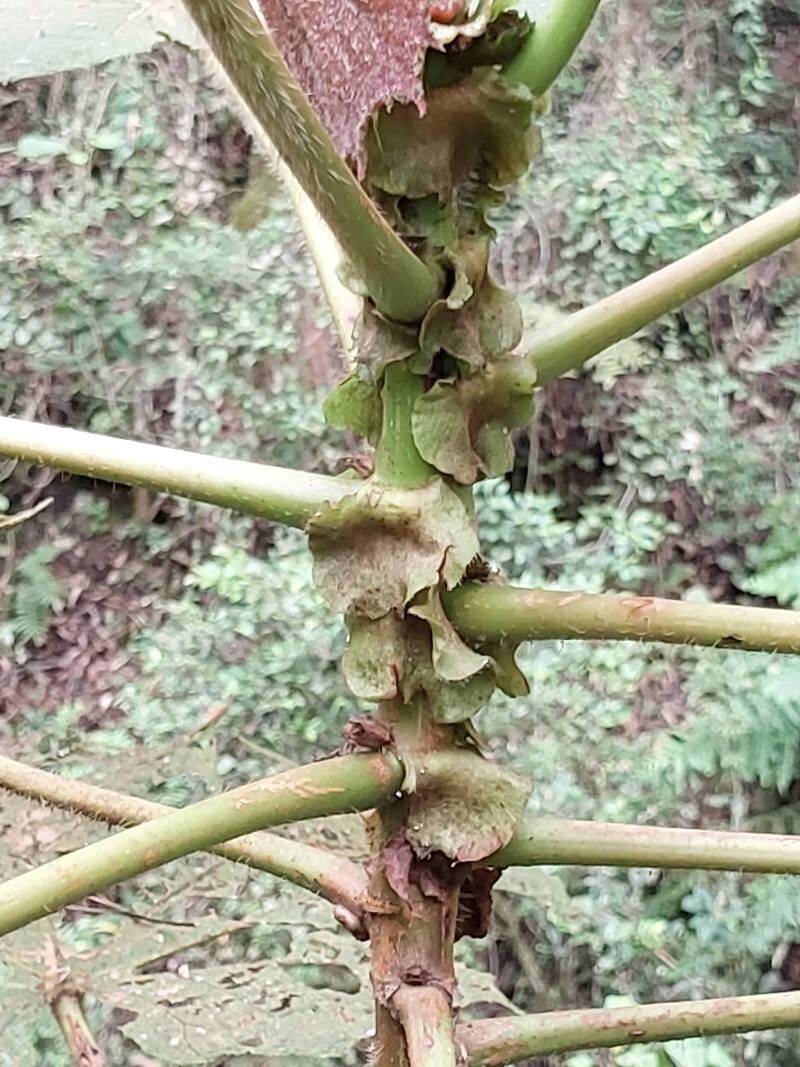 Dombeya flabellifolia other