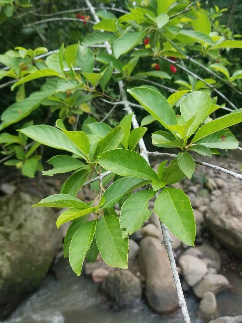 Guettarda deamii — houseplant care guide