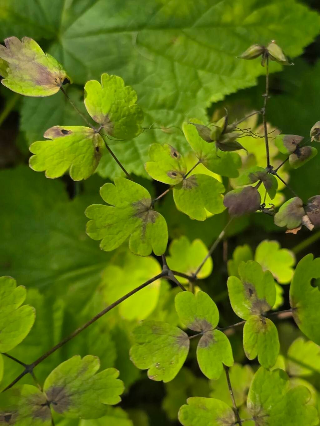 Thalictrum venulosum leaf