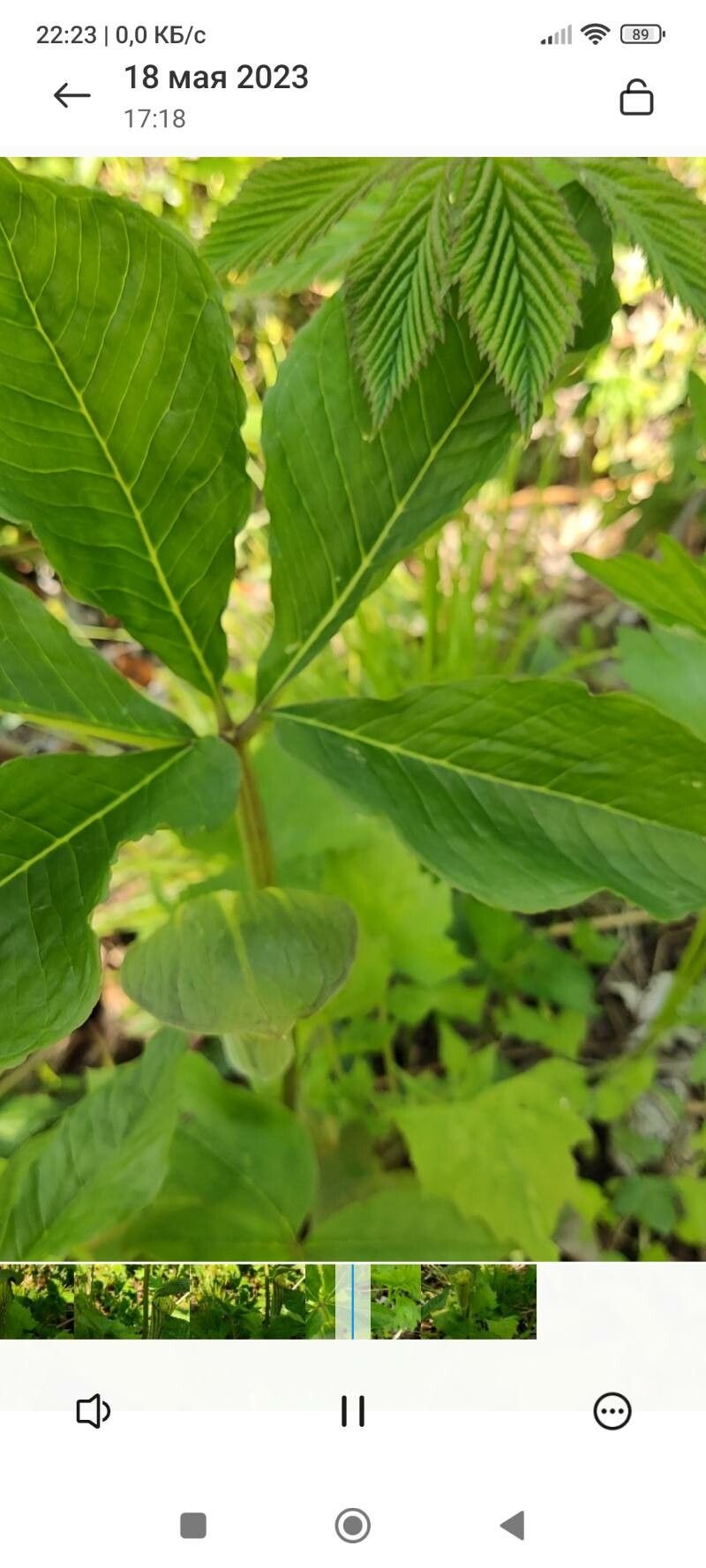 Arisaema amurense leaf