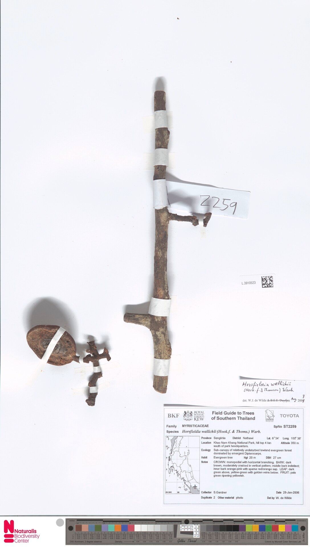 Horsfieldia wallichii — search result for 'Horsfieldia'