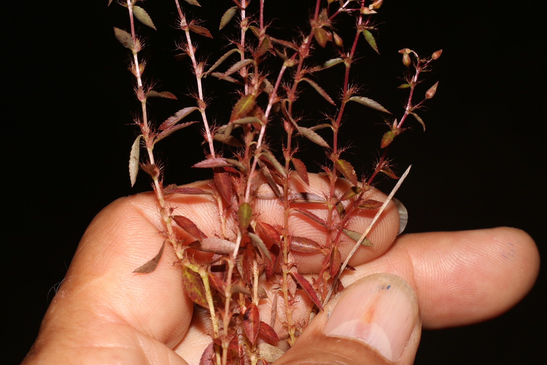 Sauvagesia pulchella — related species from the same genus