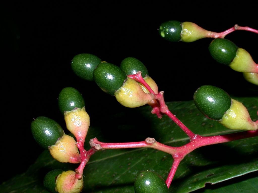 Cinnamomum chavarrianum fruit