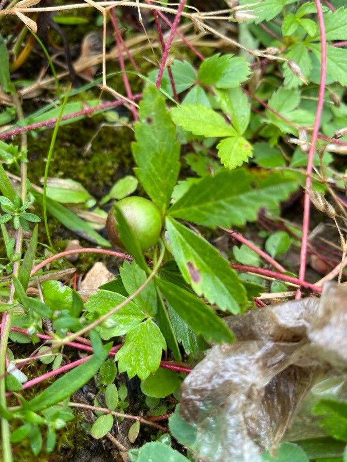 Potentilla anglica fruit