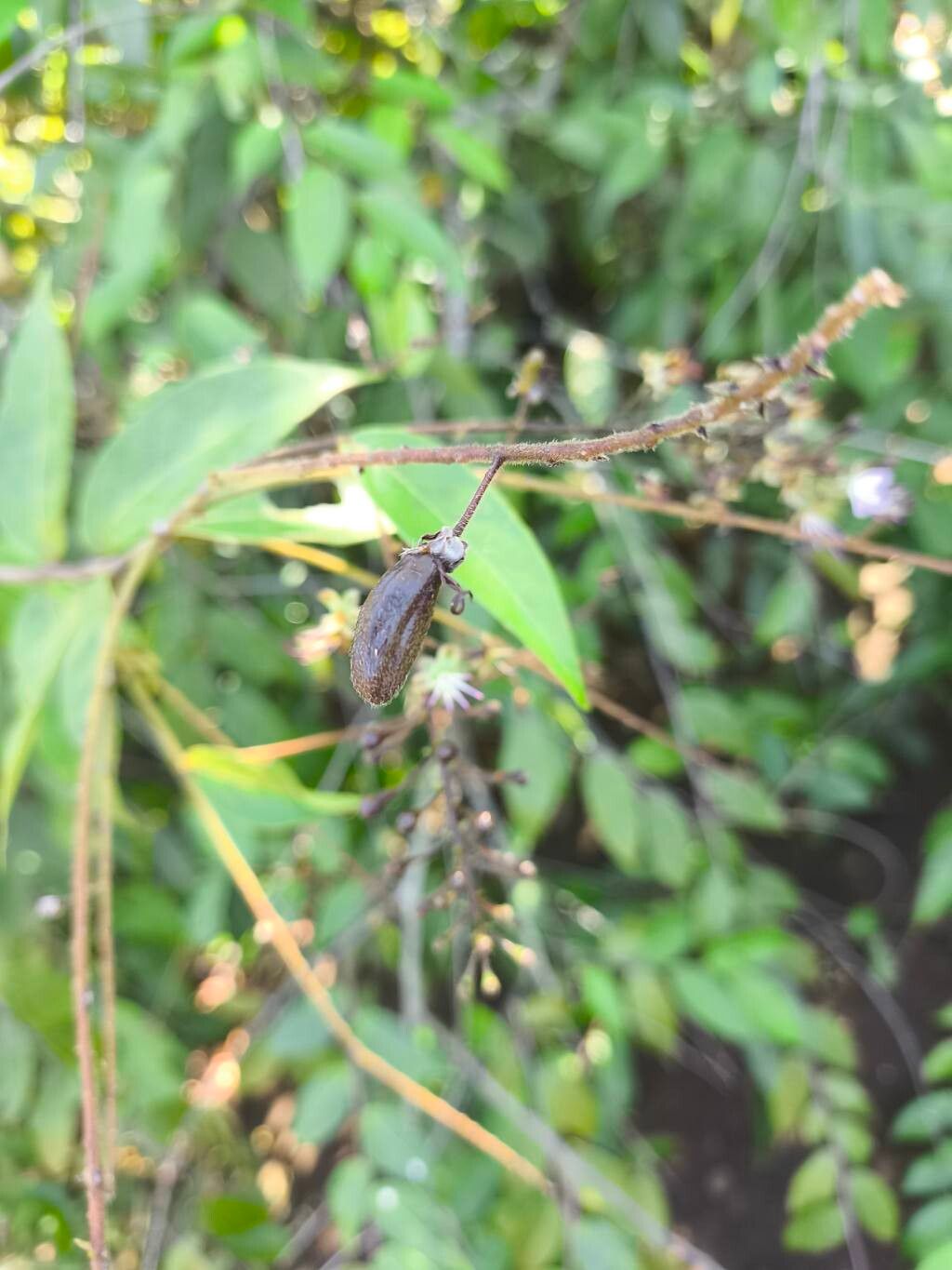 Hirtella gracilipes fruit