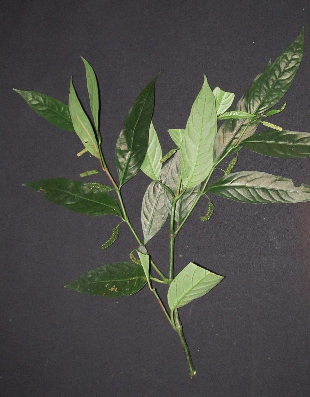 Piper candelarianum — houseplant care guide