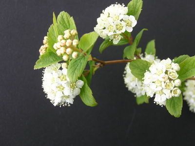 Spiraea pubescens — search result for 'Spiraea'