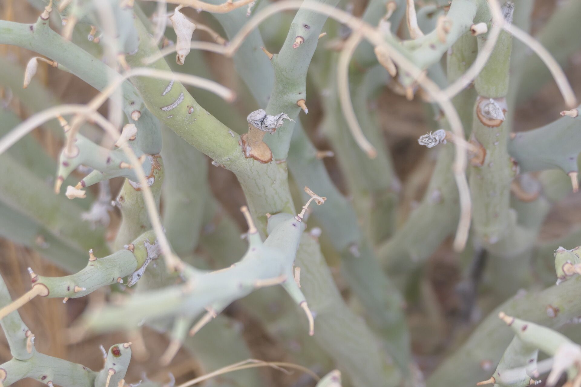 Euphorbia gariepina bark