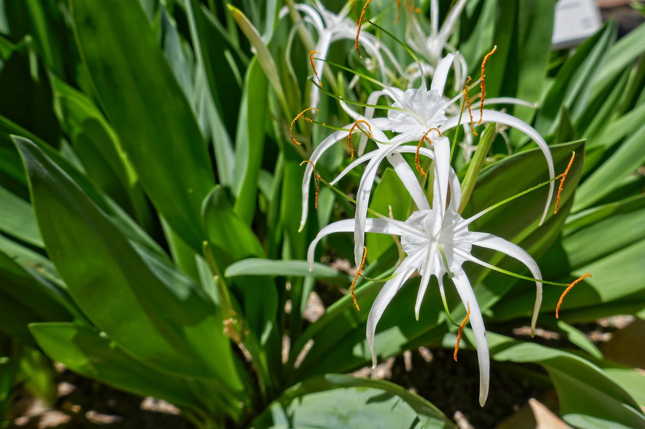 Hymenocallis harrisiana habit