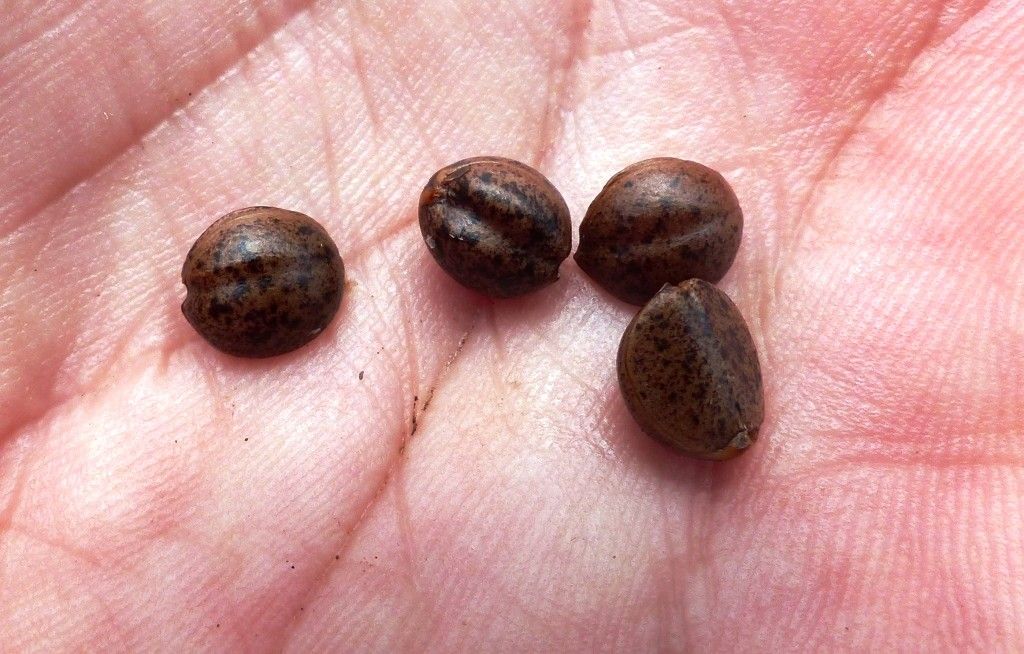 Diospyros tridentata fruit