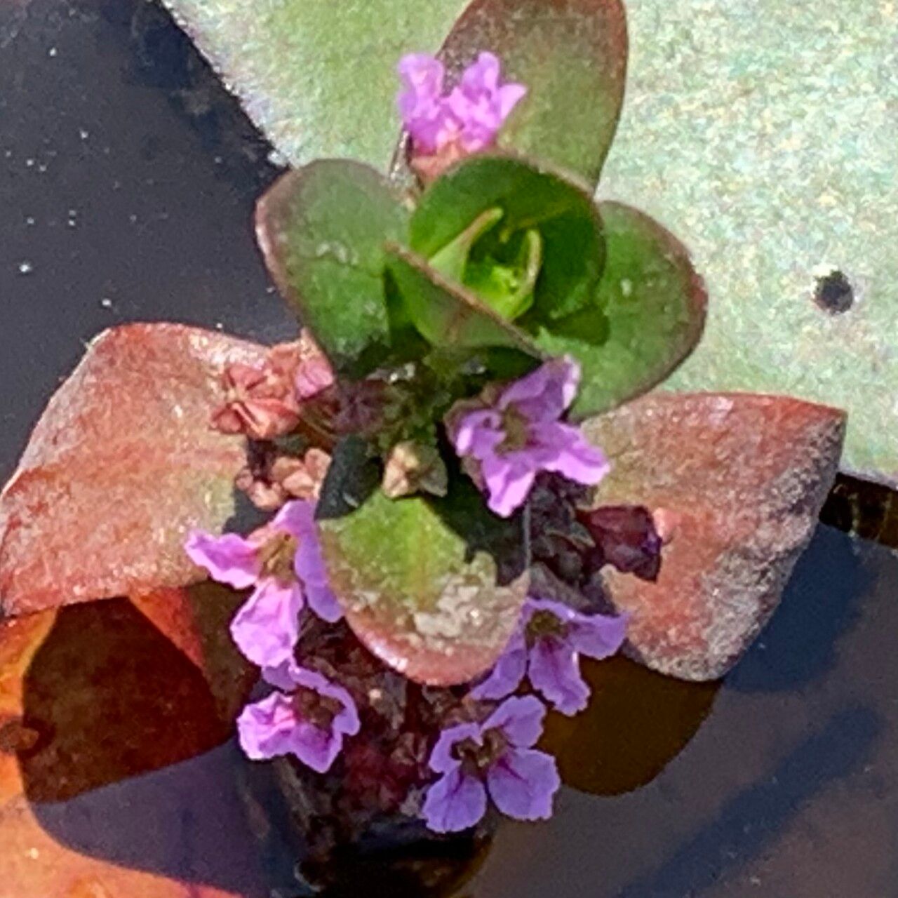Ammannia crassicaulis flower