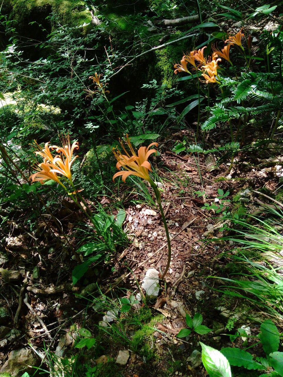 Lycoris sanguinea flower