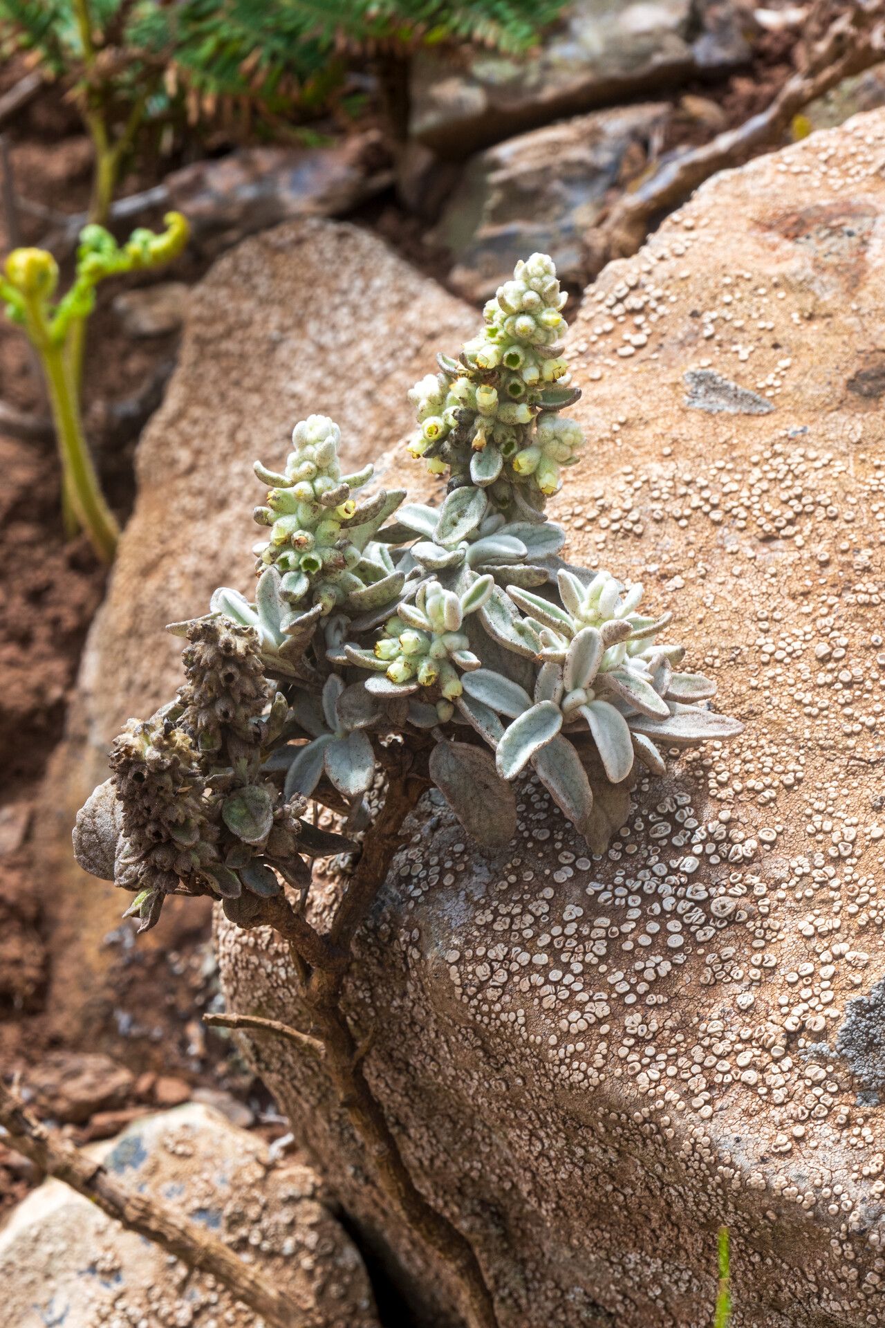 Sideritis brevicaulis — houseplant care guide