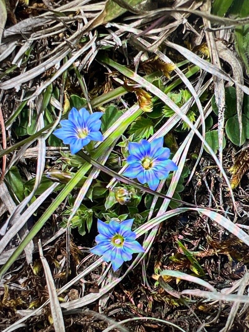 Gentiana squarrosa — houseplant care guide