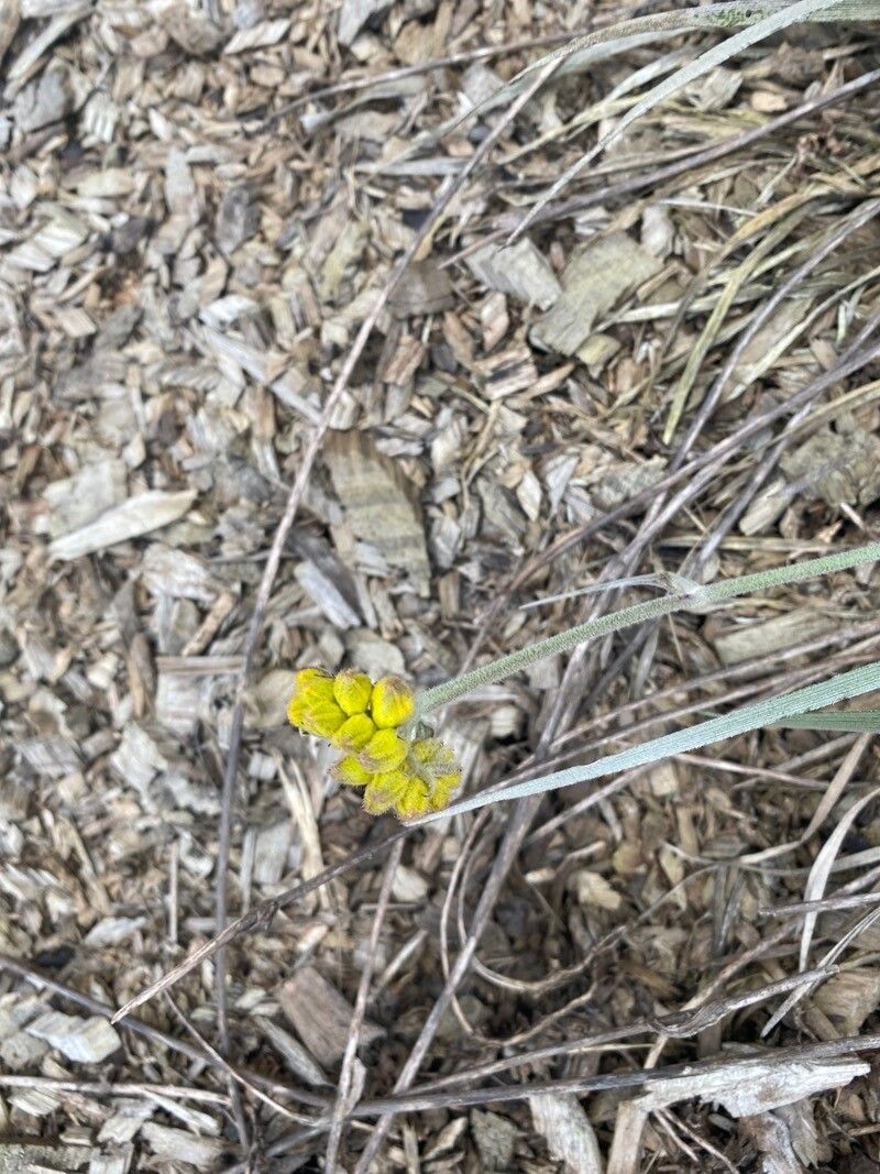 Conostylis candicans — related species from the same genus