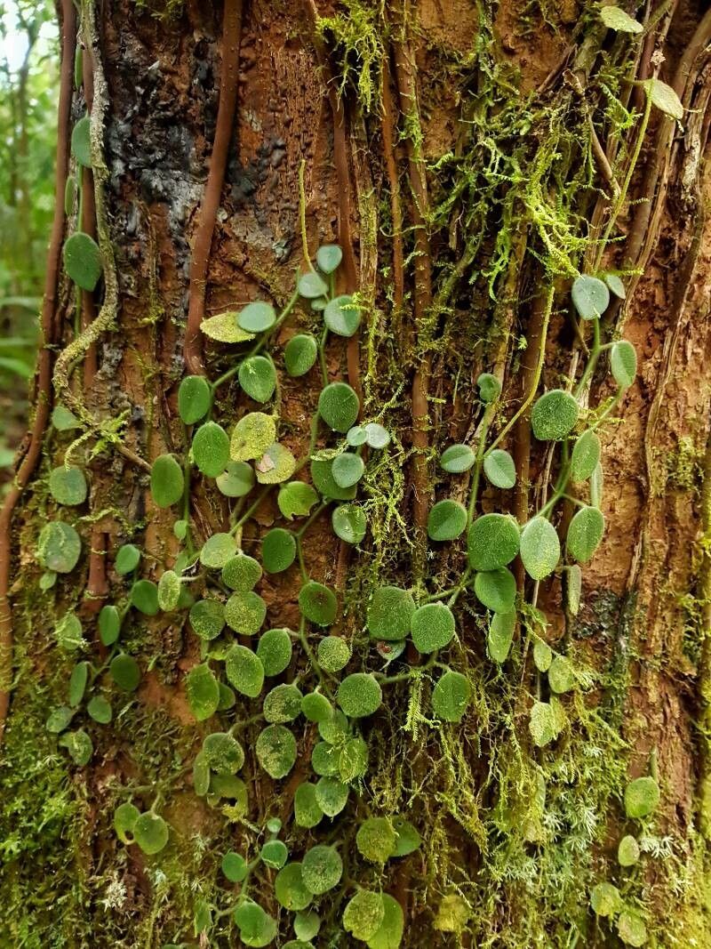 Peperomia pseudohirta habit